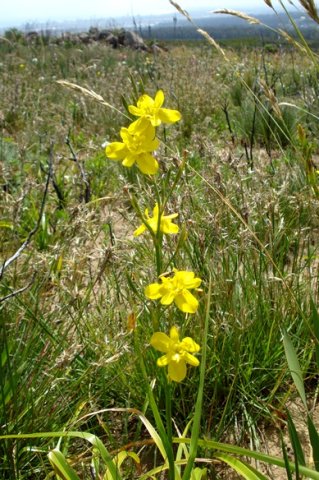 Moraea ramosissima